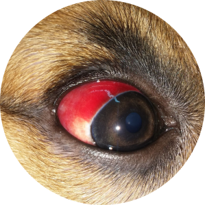 Redness or swelling on pet eye